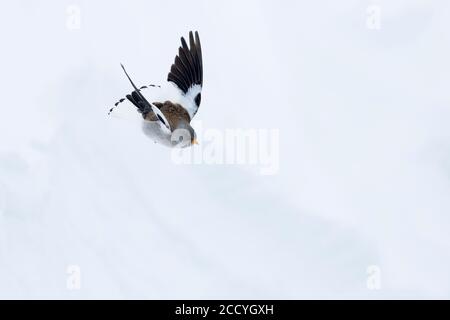 Piumaggio invernale per adulti, Snowfinch alato bianco (Montifringilla nivalis nivalis) in volo nelle Alpi svizzere. Foto Stock