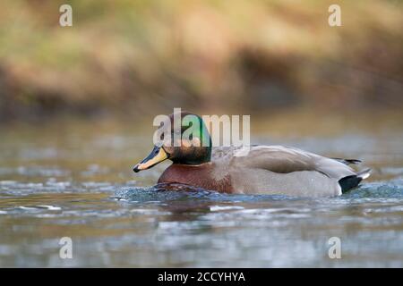 Adulto maschio ibrido Gadwall x Mallard (Anas streperea x platyrhynchos) in Germania. Vista laterale di anatra nuotare su un laghetto urbano. Foto Stock