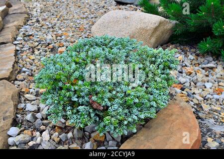 Dwarf sempreverde pianta di conifere Coreano Fir 'Kohouts Icebreaker' (Abies koreana) in pietra giardino paesaggio. Rara cultivar con aghi curvi in argento. Foto Stock