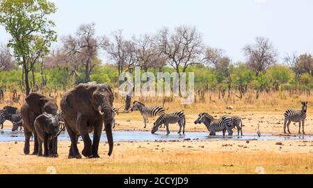 Un grande gruppo di elefanti e zebre vengono a bere al waterhole di Hwange, con un albero naturale e sfondo cespuglio e un cielo blu chiaro. Calore nebulizzato Foto Stock