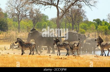 Grande mandria di elefanti e zebre in una tempesta di polvere mentre in una buca d'acqua nel Parco Nazionale di Hwange, Zimbabwe, Africa del Sud Foto Stock