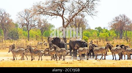 Vista panoramica di un buco d'acqua sulle pianure di Makololo con elefanti e zebre che si riuniscono nel calore - è visibile la foschia di calore. Parco nazionale di Hwange, Foto Stock