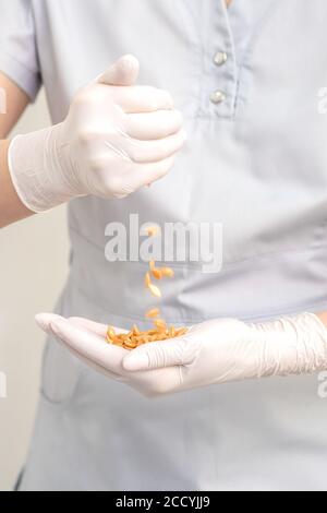 Fagioli di cera o semi nelle mani femminili in guanti protettivi su sfondo bianco. Foto Stock