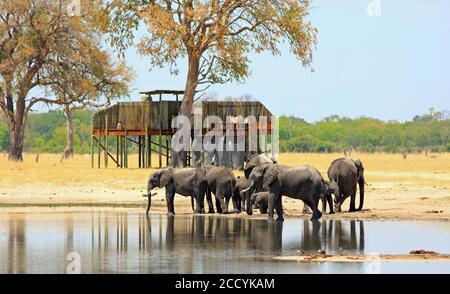 Elefanti africani che si trovano ai margini del buco d'acqua Madison Pan con una casa di alberi sullo sfondo - Hwange National Park, Zimbabwe Foto Stock