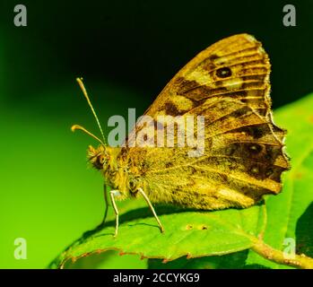 Farfalla sul fiore Foto Stock