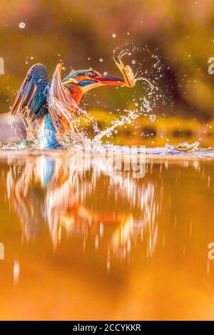 Kingfisher Foto Stock