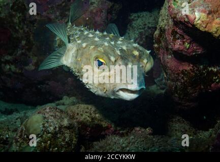 Rana pescatrice gialla macchiata, Cyclichthys spilostyne, sulla barriera corallina, Marsa Alam, Mar Rosso, Egitto Foto Stock