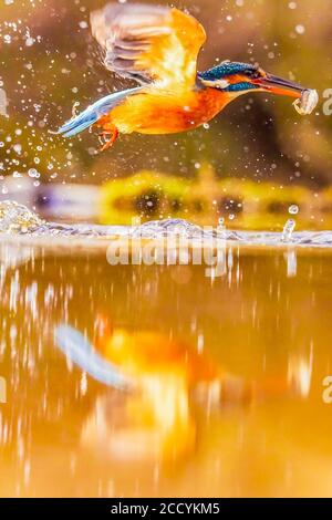 Kingfisher Foto Stock