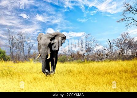 Bella grande Tusker a piedi attraverso le pianure africane con sfondo panoramico e cielo nuvoloso nel Matusadona National Park, Zimbabwe Foto Stock