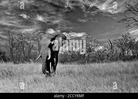 Grande Tusker camminando attraverso le pianure africane con un cielo nuvoloso drammatico in bianco e nero, Zimbabwe Foto Stock