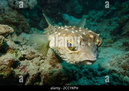 Rana pescatrice gialla macchiata, Cyclichthys spilostyne, sulla barriera corallina, Marsa Alam, Mar Rosso, Egitto Foto Stock