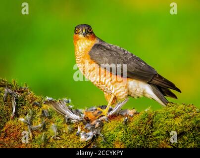 Femmina Sparrow Hawk che si nuce su Prey Foto Stock