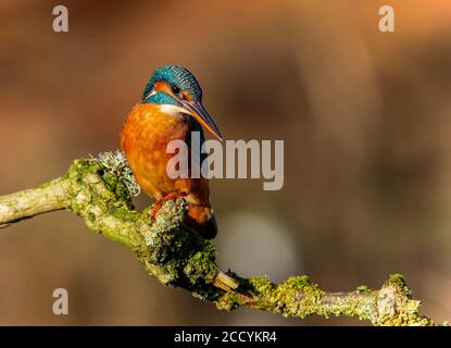 Kingfisher Foto Stock