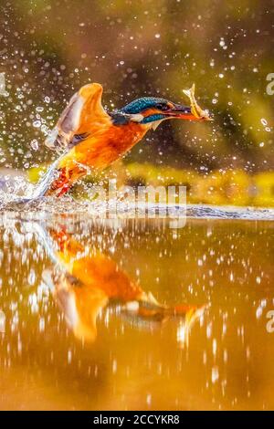 Kingfisher Foto Stock