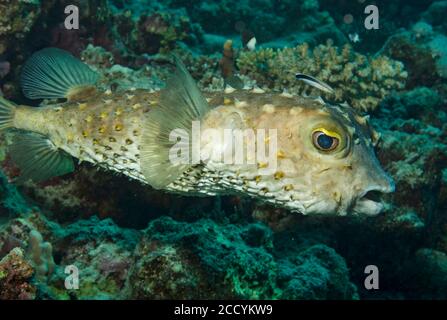 Rana pescatrice gialla macchiata, Cyclichthys spilostyne, sulla barriera corallina, Marsa Alam, Mar Rosso, Egitto Foto Stock