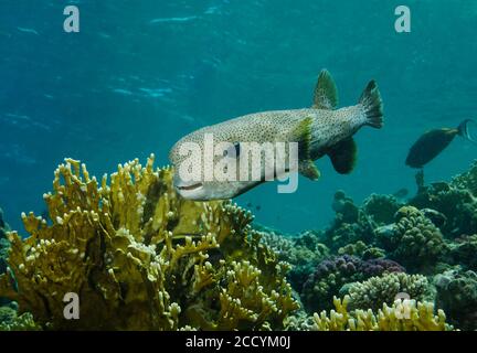 Un pesce Porcupine pinne spot, Diodon hystrix, nuotano sulla barriera corallina, Marsa Alam, Mar Rosso, Egitto Foto Stock