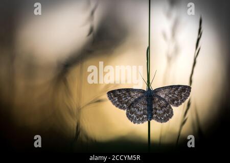 Lewes Wave (Scopula immorata) che riposa in erba in Russia (Baikal). Tramonto sullo sfondo. Foto Stock