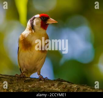 Cardellino Foto Stock