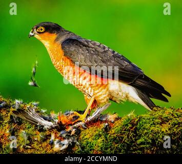 Femmina Sparrow Hawk che si nuce su Prey Foto Stock