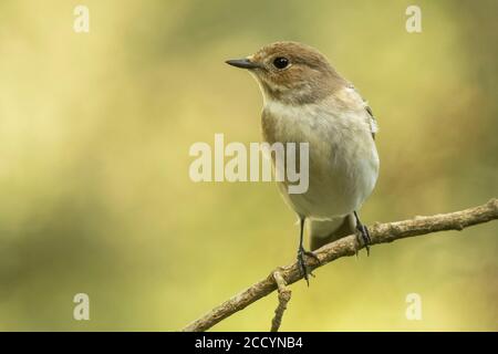 Un flycatcher europeo (Ficidula hypoleuca) Foto Stock