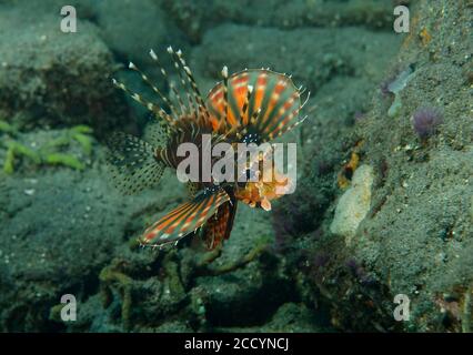 Pesce leone Zebra, Dendrochirus zebra, con pinne pettorali a ventaglio completamente estese, Tulamben, Bali Foto Stock