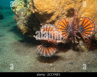 Pesce leone Zebra, Dendrochirus zebra, con pinne pettorali a ventaglio completamente estese, Tulamben, Bali Foto Stock