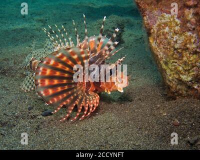 Pesce leone Zebra, Dendrochirus zebra, con pinne pettorali a ventaglio completamente estese, Tulamben, Bali Foto Stock