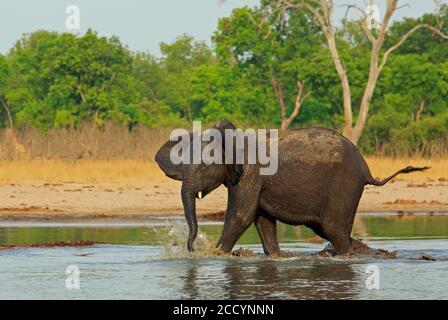 Un giovane elefante che baldera attraverso un piccolo buco d'acqua con acqua spruzzi e tronco ondeggiano con una macchia verde vibrante naturale sfondo Foto Stock