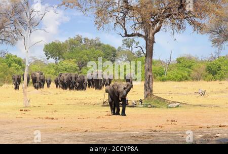 Grande mandria di elefanti che escono dal cespuglio camminando verso la fotocamera, con vibrante albero verde e sfondo cespuglio. Parco nazionale di Hwange, Zimbabwe Foto Stock