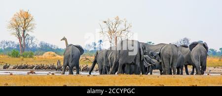 Vista panoramica di una vivace e trafficata buca d'acqua nel Parco Nazionale di Hwange. Ci sono un grande gregge di elefanti e una giraffa sullo sfondo, lungo W. Foto Stock