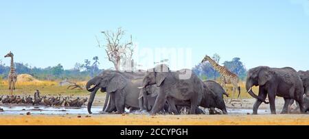 Paesaggio di un'acquascozza vibrante con elefanti e giraffe con un cielo azzurro chiaro nel Parco Nazionale di Hwange, Zimbabwe Foto Stock