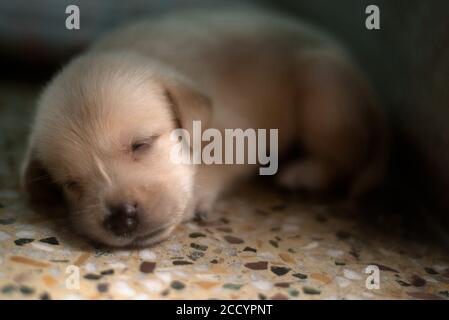 Un mese di Labrador cucciolo dormire Foto Stock