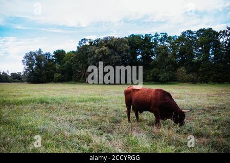 Kappel Grafenhausen, Germania. 19 agosto 2020. Un toro è in piedi su un pascolo pascolo. Sui cosiddetti "pascoli selvatici" nei pressi di Kappel-Grafenhausen vi sono bovini e cavalli a portata libera tutto l'anno, che promuovono la diversità delle specie attraverso la loro influenza sul paesaggio. Credit: Philippe von Ditfurth/dpa/Alamy Live News Foto Stock