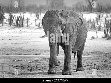 Immagine in bianco e nero di un grande elefante africano in piedi Sulle pianure africane nel Parco Nazionale di Hwange Zimbabwe Foto Stock