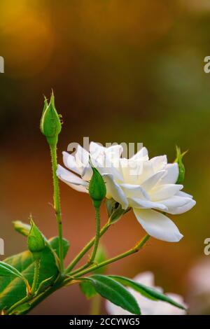 Rosa bianca al tramonto con sfondo dorato. Foto Stock