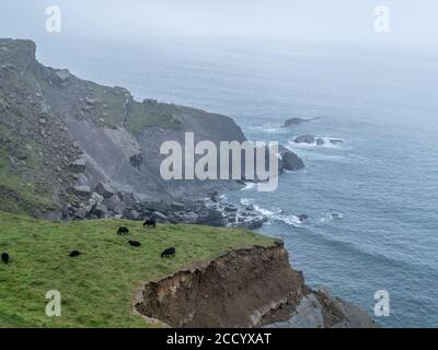 Pecore Ebridi Ovis aries pascolano sulla costa rocciosa del Devon, Regno Unito. Foto Stock