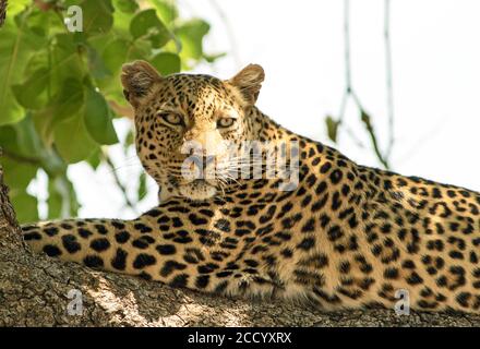 Leopardo africano (panthera pardus) cercando contenuti mentre si riposa su un grande ramo nel sud del parco nazionale di luangwa, zambia Foto Stock