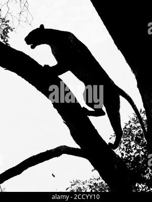 Il leopardo africano Silhouette sale su un albero nel Parco Nazionale di Luangwa Sud, Zambia Foto Stock