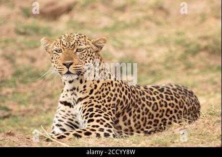 Alert Leopard (Panthera pardus) pronti a rimbalzare nel South Luangwa National Park, Zambia, Africa meridionale Foto Stock