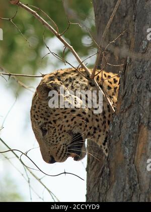 Il leopardo africano che salta fuori da un tronco di albero di benhind con appena è testa in mostra, preparandosi a saltare giù, South Luangwa National Park, Zambia, così Foto Stock