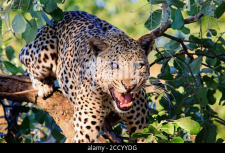 Un leopardo Eyed (Panthera Pardus) su un albero che guarda direttamente la macchina fotografica che strarling con la bocca aprire la museruola stropicciata Foto Stock