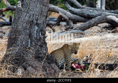 Grande leopardo africano maschio che si nutre di un'uccisione accanto ad un tronco di albero nel South Luangwa National Par, South Luangwa Foto Stock