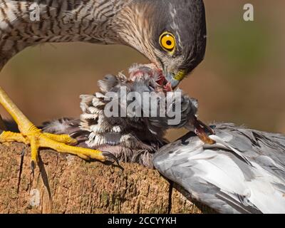 Eurasian Sparrowwawk Accipiter nisus femmina che si nuce sul legno Pigeon Nord Estate Norfolk Foto Stock