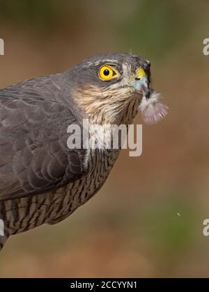 Eurasian Sparrowwawk Accipiter nisus femmina che si nuce sul legno Pigeon Nord Norfolk Foto Stock