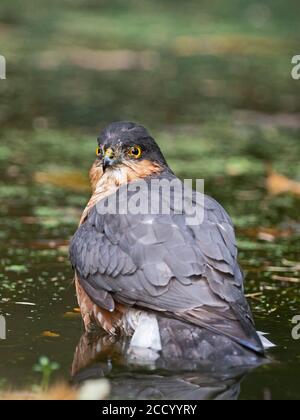 Sparrowhawk Accipiter nisus maschile bagno in piscina boschiva Norfolk Foto Stock