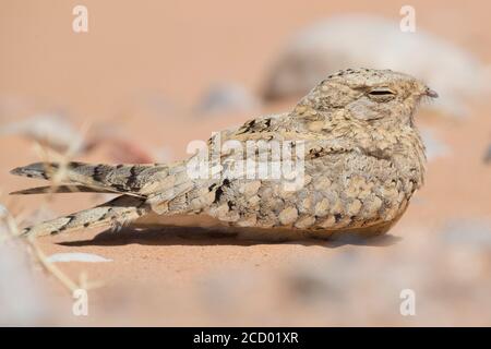 Nightjar egiziano (Caprimulgus aegyptius saharae), adulto in appoggio sul terreno in Marocco Foto Stock