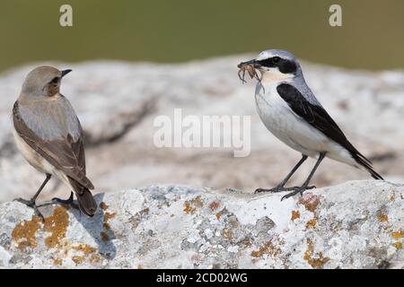 Wheatear settentrionale (Oenanthe Enanthe). Coppia appollaiata su una roccia. Maschio che porta un insetto nella sua fattura. Foto Stock