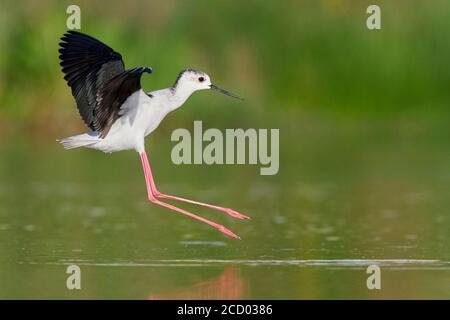 Black-winged Stilt (Himantopus himantopus), la vista laterale di un adulto di atterraggio in un stagno Foto Stock