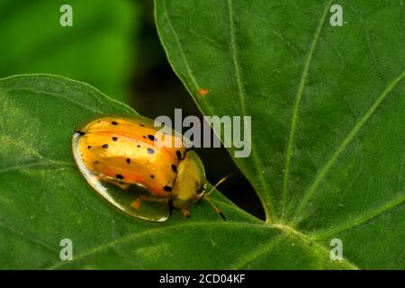 Una tartaruga nera macchiata strisciata sulla foglia di ipomea Foto Stock