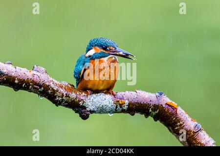 Aberystwyth, Ceredigion, Galles, Regno Unito. 25 Agosto 2020. Un kingfisher maschile (non arancione sulla bolletta inferiore) sta pescando sotto la pioggia su un laghetto del giardino mentre Storm Francis si sposta nella metà del Galles. Credit: Phil Jones/Alamy Live News Foto Stock